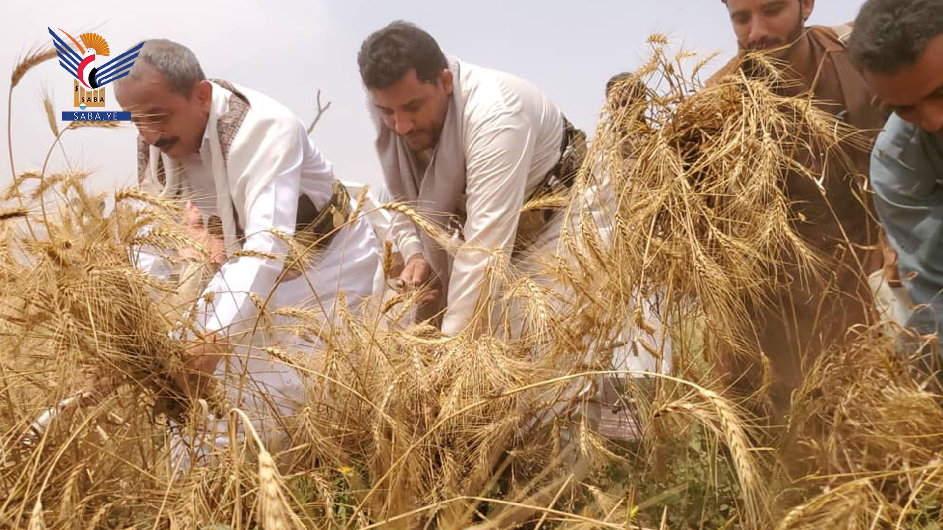 تدشين حصاد محصول أول تجربة لزراعة القمح بمديرية باجل في الحديدة